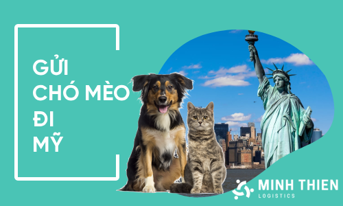 Dịch vụ gửi chó mèo đi Mỹ 