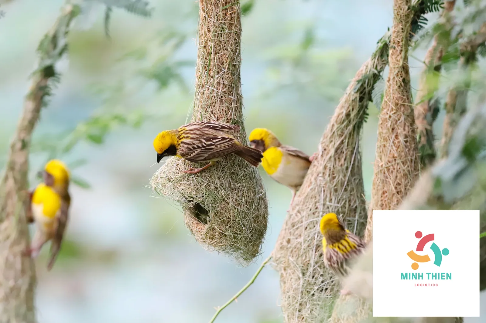 Gửi Yến Đi Hàn Quốc: Thủ Tục Hải Quan & Cách Đóng Gói Chuẩn